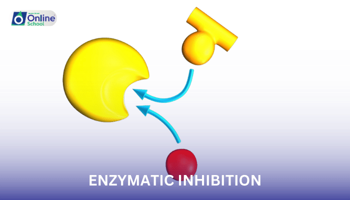 Lesson 10: Enzymatic Inhibition